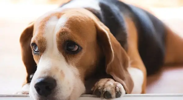 Smutny beagle z opuszczonym pyskiem, być może cierpiący na niewydolność trzustki u psa. Jego oczy wyrażają zmęczenie i ból.