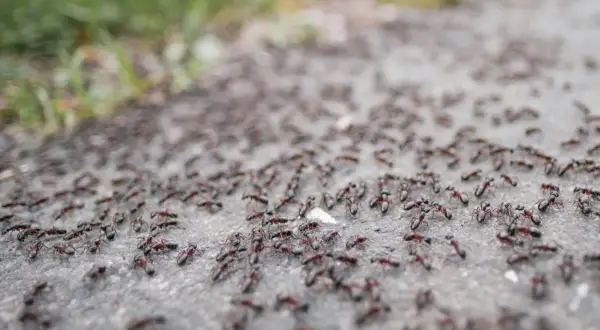 Duża grupa mrówek maszeruje po ścieżce w ogrodzie.