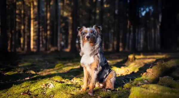 Ein prächtiger Australian Shepherd Showlinie sitzt im Sonnenlicht eines Waldes.