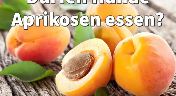 Dürfen Hunde Aprikosen essen? Mehrere saftige Aprikosen liegen auf grobem Holz.