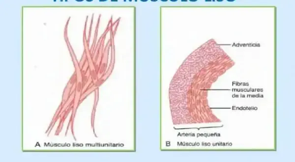 Músculo liso: el motor oculto de tu cuerpo. ¿Cómo funciona?