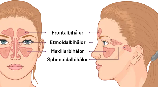 Illustration av bihålorna i ansiktet. Lär dig om bihåleinflammation huskur och hur du kan lindra besvären.