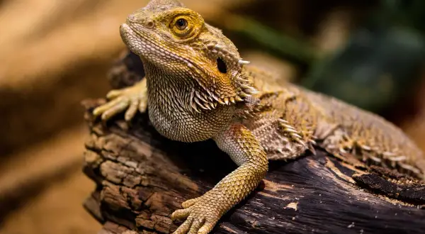 Agama brodata, ciekawy gad, żyje nawet 15 lat. Jej łuski i kolce są imponujące.