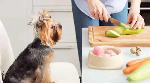 Yorkshire Terrier schaut gespannt zu, wie seine Besitzerin Zucchini schneidet. Gesunde Zutaten für aufbaufutter hund selber machen.