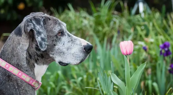 A Great Dane with a pink collar sniffs a delicate pink tulip, surrounded by lush greenery and dog friendly flowers.