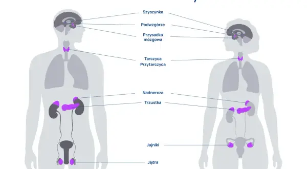 Ilustracja przedstawia kluczowe organy układu hormonalnego u mężczyzny i kobiety, w tym szyszynkę, podwzgórze, przysadkę, tarczycę, przytarczyce, nadnercza, trzustkę, jajniki i jądra.