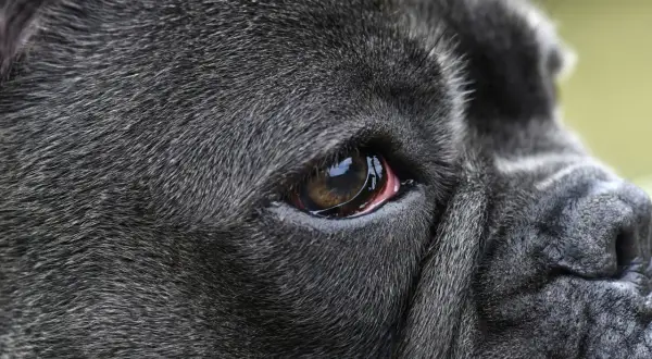 Close-up of a dark-furred dog's eye, showing redness around the eyelid, possibly indicating dog eye allergies.