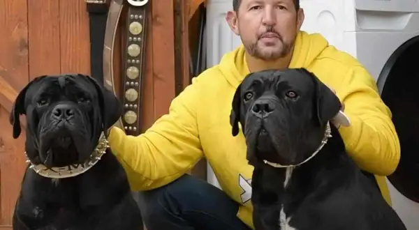 Hombre con dos perros cane corso negro, uno con collar de pinchos.