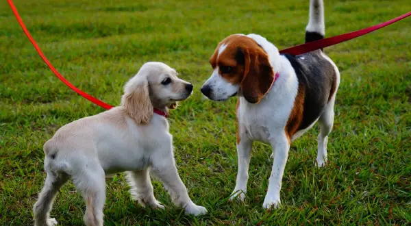 Dwa psy na smyczy, beagiel i szczeniak rasy cocker spaniel, poznają się na zielonej trawie.