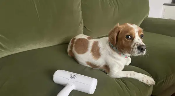 A dog rests on a green couch next to a lint roller, hinting at how to remove pet hair from couch.