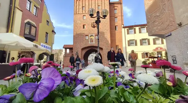 Kwiaty na pierwszym planie, a w tle ceglana wieża i kolorowe kamienice – to urokliwa starówka Olsztyn, pełna atrakcji.