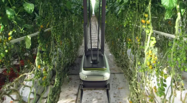 Robot per l'impollinazione artificiale tra file di pomodori in serra.
