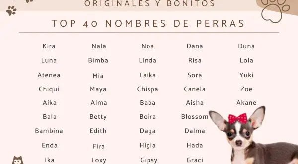 Lista oryginalnych imion dla suczek: Kira, Luna, Atenea, Chiqui, Aika, Bala, Bambina, Enda, Ika, Nala, Bimba, Mia, Maya, Alma, Betty, Edith, Fira, Foxy, Noa, Linda, Laika, Chispa, Baba, Boira, Daga, Higia, Gipsy, Dana, Risa, Sora, Canela, Aisha, Blosso...