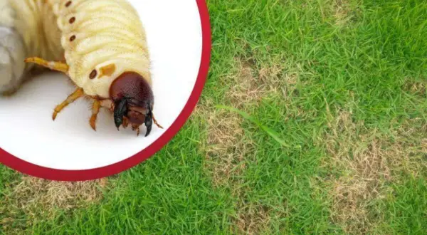 Pędraki niszczą trawę, powodując jej żółknięcie i obumieranie. Zobacz, czego nie lubią pędraki, by uratować swój trawnik.