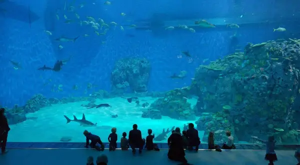 Rodzina obserwuje rekiny i ławice ryb w oceanarium Kopenhaga.