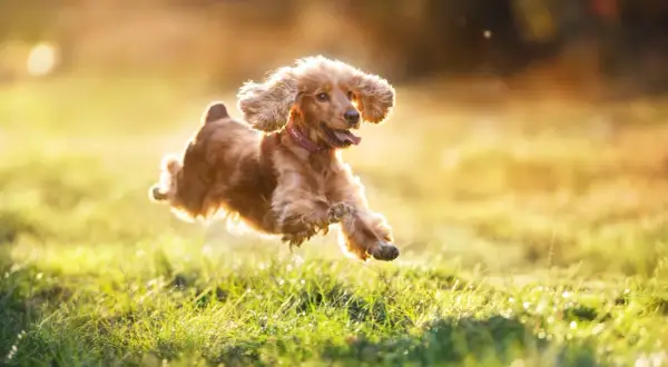 En glad hund hoppar i solljuset. Hur ofta ska en hund rastas? Denna glada hund verkar njuta av varje stund utomhus.