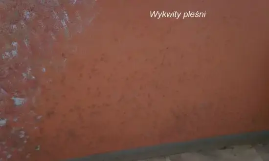 Jak napisać pismo do spółdzielni mieszkaniowej w sprawie grzyba i uniknąć problemów