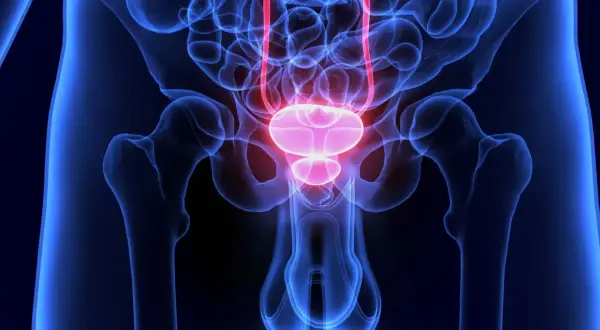 Anatomische Darstellung des Beckens mit Harnblase und Harnleitern, relevant für die S3-Leitlinie Harnblasenkarzinom.
