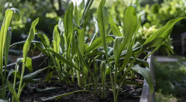 Gröna blad skjuter upp ur mörk jord i en odlingslåda. Kanske är det början på en frodig **svart rot**-skörd.