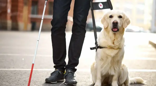 Un cane per ciechi, un golden retriever, attende pazientemente al fianco del suo conduttore, pronto ad accompagnarlo.