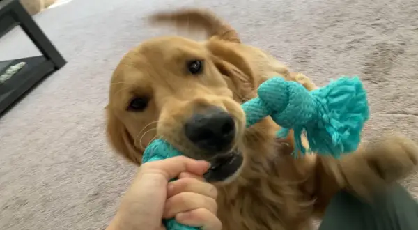 Golden retriever w domu czy na podwórku - co jest lepsze dla psa?