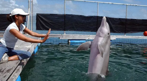 Kobieta w białej czapce i koszulce siedzi na pomoście, a delfin wychyla się z wody.