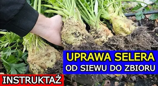 Jak sadzimy selery - krok po kroku do zdrowych plonów w ogrodzie