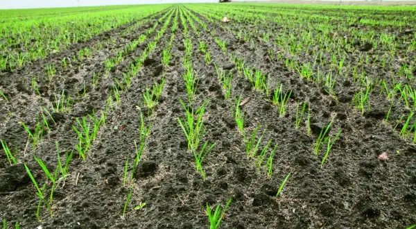 Młode źdźbła pszenicy wschodzą na polu. Siew pszenicy w listopadzie zapowiada przyszłe plony.