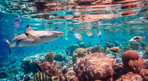 Czy jest bezpiecznie w Marsa Alam? Odkryj prawdziwe zagrożenia