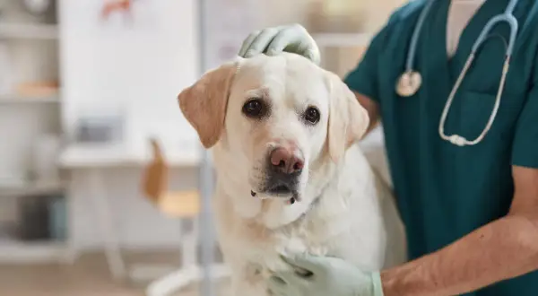 Veterinario examina a un perro con posible **albumina baja en perros**. El can, un labrador blanco, mira a la cámara con preocupación.