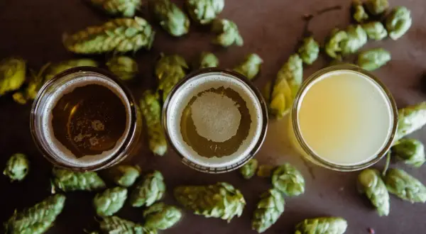 Drei Gläser mit pilsen bier und Hopfen.