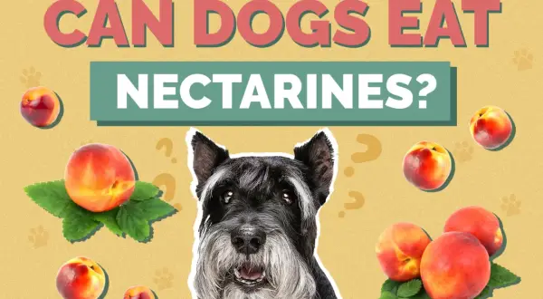 A schnauzer looks at nectarines scattered around, with the text "CAN DOGS EAT NECTARINES?" above.