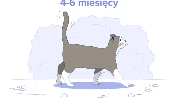 Ilustracja kota w wieku 4-6 miesięcy. Dowiedz się, ile powinien jeść 4 miesięczny kot, aby był zdrowy i pełen energii.