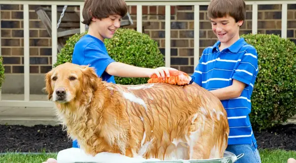 Jak często kąpać golden retrievera, aby uniknąć problemów ze skórą?