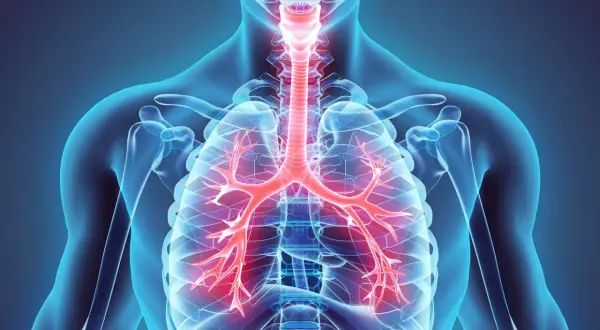 Anatomia ludzkiego ciała z widocznymi czerwonymi oskrzelami i tchawicą.