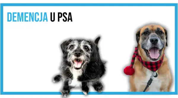 Dwa psy, jeden starszy, z siwiejącą sierścią, drugi młodszy w kratkę, z pomponem. Temat: demencja u psa.