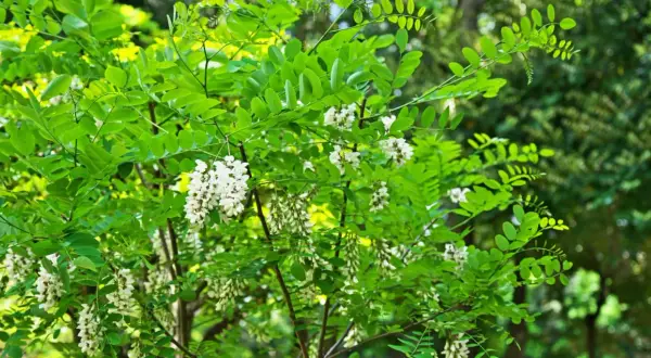 Arbre en fleurs d'acacia, ses grappes blanches parfumées contrastent avec le feuillage vert vif. Un bois dur ou tendre, selon l'espèce.