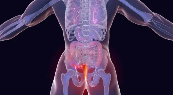 Anatomische Darstellung des menschlichen Körpers mit Hervorhebung des Enddarms. Mögliche analkrebs symptome werden hier visuell dargestellt.