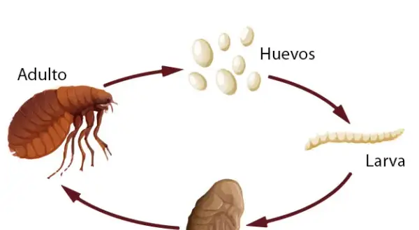 Cómo identificar y eliminar larvas de pulgas en tu hogar eficazmente