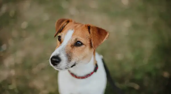 Uroczy jack russell terrier z zaciekawieniem spogląda w bok. Ile żyje taki piesek? Zwykle 12-16 lat.