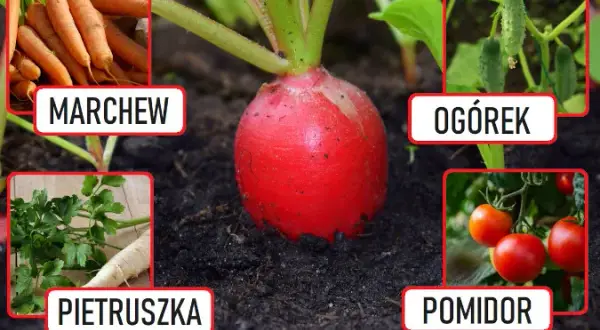Rzodkiewka: Jakie rośliny siać obok dla lepszych plonów?