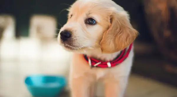 Uroczy szczeniak golden retriever w czerwonej obroży, zastanawia się, czym karmić szczeniaka. Obok niebieska miseczka.
