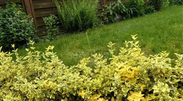 Ein bunter Strauch mit gelb-grünen Blättern, Euonymus fortunei, wächst vor einem Holzzaun und sattgrünem Rasen.