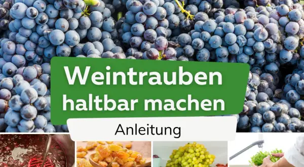 Frische Weintrauben werden zu Rosinen verarbeitet. Anleitung zum Haltbarmachen von Weintrauben durch Trocknen.