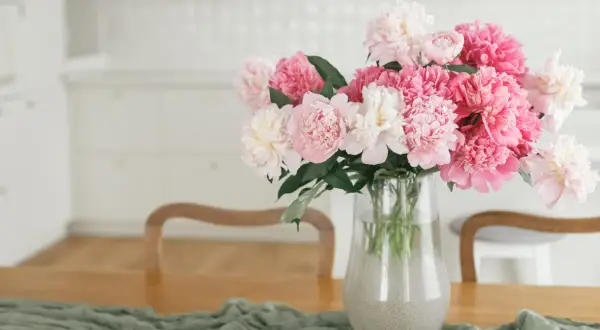 Kiedy jest sezon na peonie? Sprawdź, kiedy najlepiej je kupić
