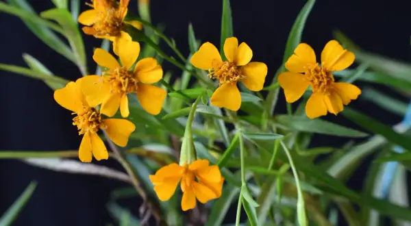 Kleine gelbe Blüten mit feinen grünen Blättern. Ein idealer **Estragon Standort** ist sonnig und geschützt.