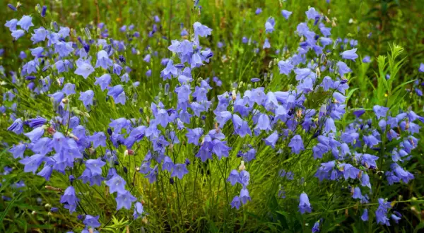 Un champ de campanules vivaces bleues, leurs clochettes pendantes dans l'herbe verte.