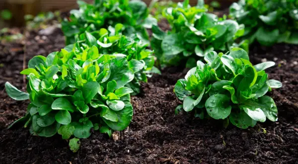 Frisch gepflanzter Feldsalat im Garten. Die grünen Blätter glänzen feucht, bereit zum Vorziehen und Wachsen.