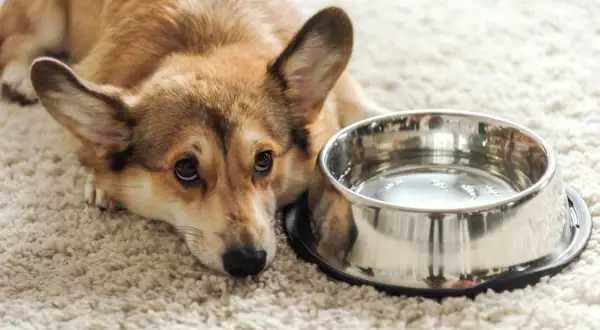Smutny corgi leży obok miski z wodą. Może jest mu za gorąco i pies nie pije wody, bo woli się ochłodzić?