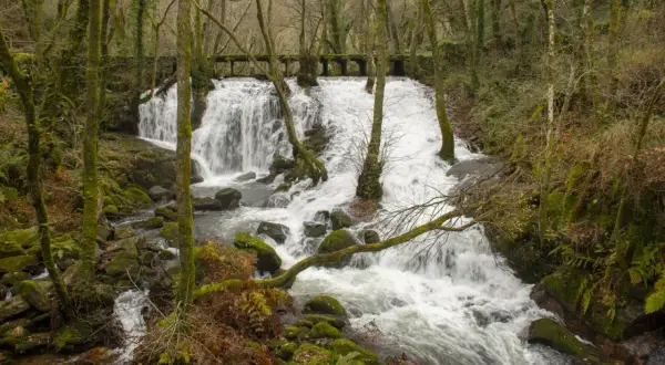 Cascada en un bosque frondoso, ideal para descubrir qué ver en Carballiño. El agua cae sobre rocas cubiertas de musgo, creando un paisaje sereno.